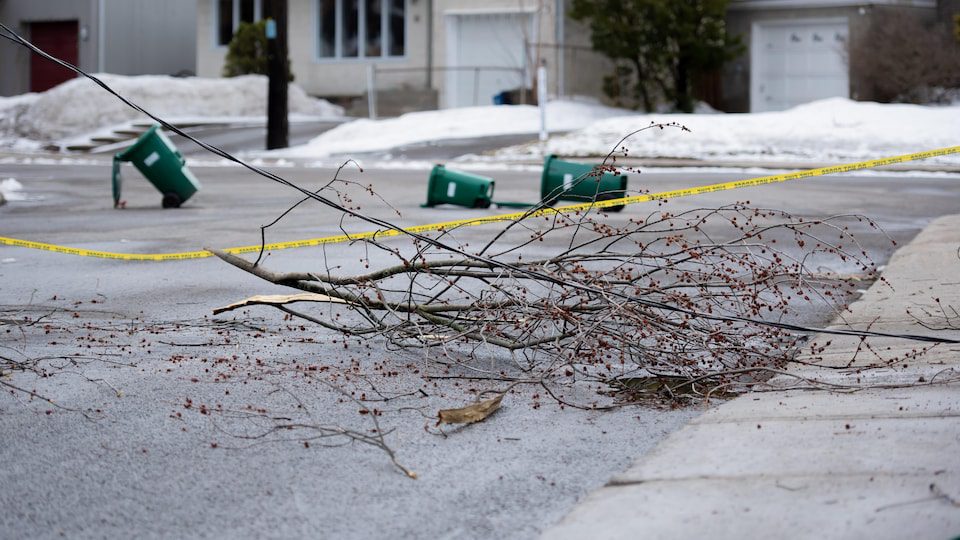 A pile of branches in the street.