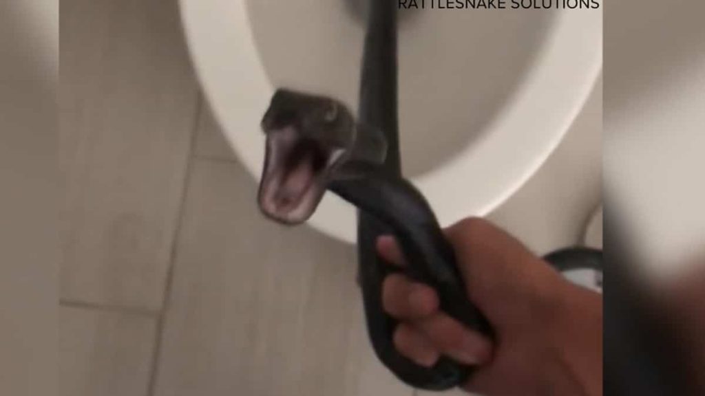 In the video |  A woman found a snake living in her toilet