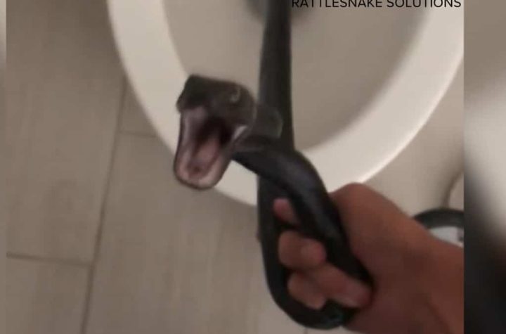 In the video |  A woman found a snake living in her toilet