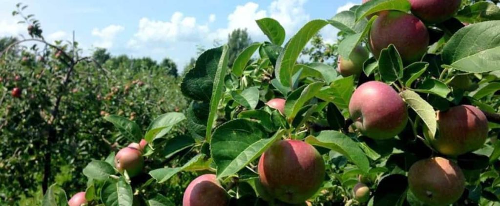 Climate change: Apple growers call for funding