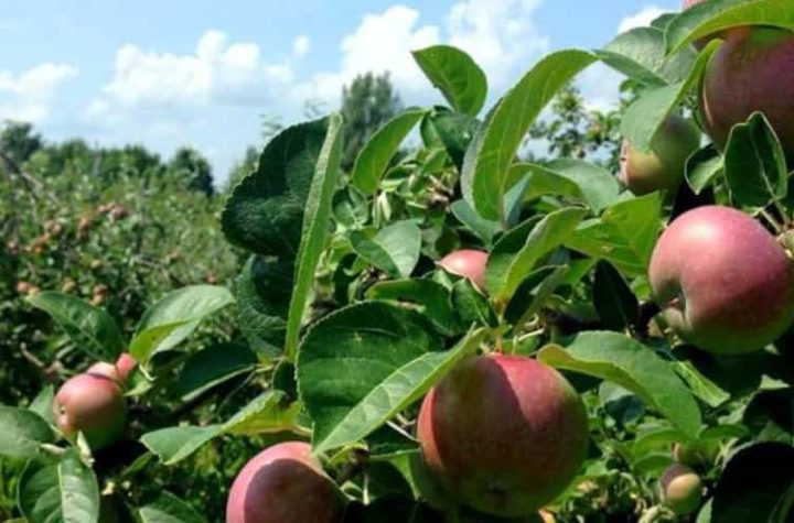 Climate change: Apple growers call for funding