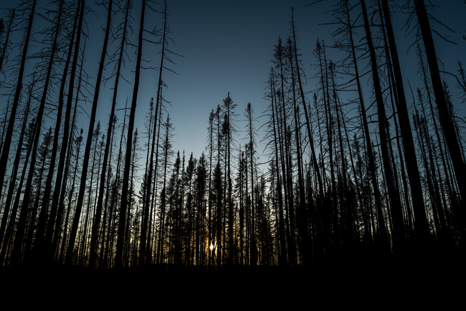 Climate Change |  Quebec's forest management needs to be rethought, says chief forester