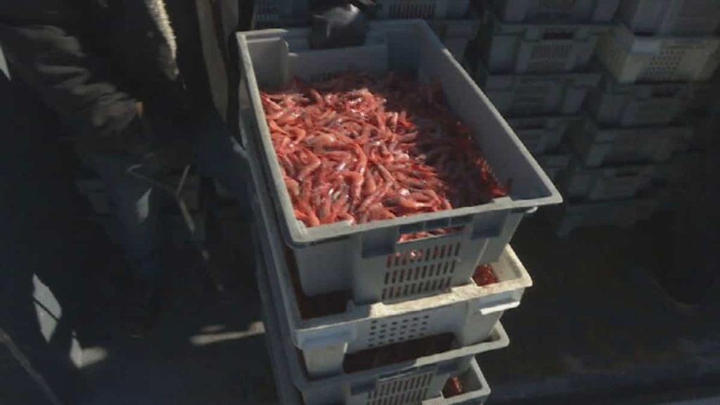 End of Shrimp Fishing in Sept-Ills?