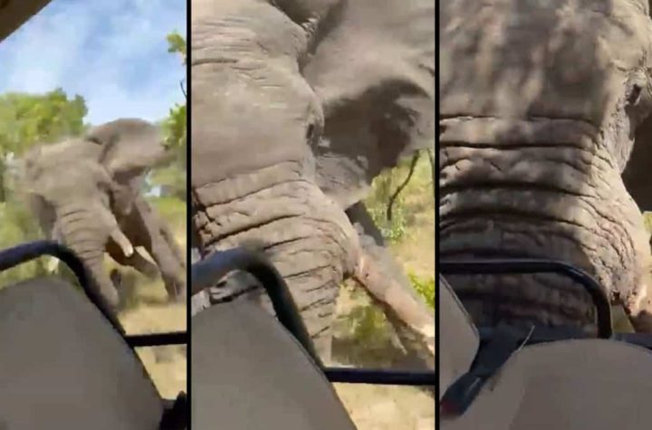 In the video |  A tourist was killed in an elephant attack during a safari