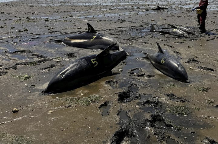 Cape Cod Coast |  The stranding of 146 dolphins was the largest in US history