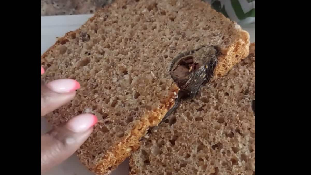 "Forgive us": she finds a mouse in her bread