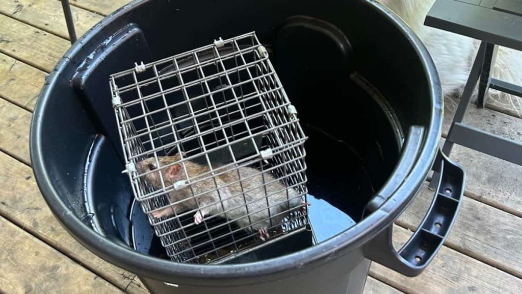 Images | At least 92 rats in her Montreal-North apartment: Mother of four living a living nightmare