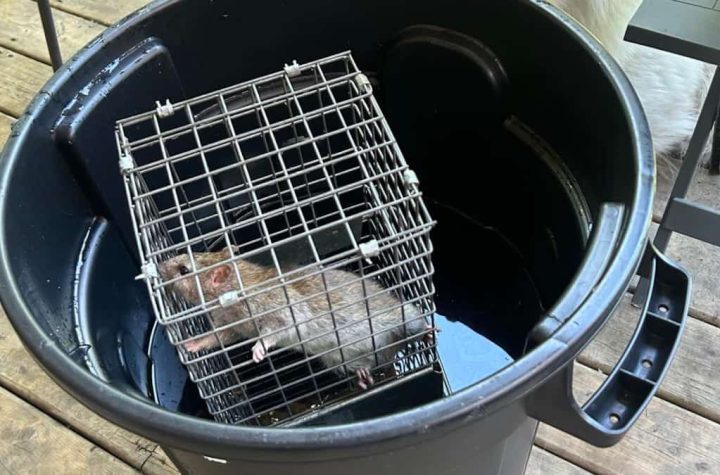 Images | At least 92 rats in her Montreal-North apartment: Mother of four living a living nightmare