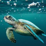 Top Myths and Misconceptions About Turtles: Debunked